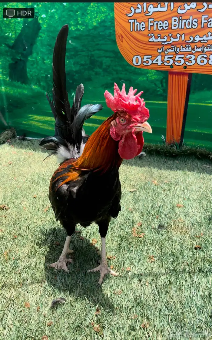 دجاج عربي اصيل ترثه . باديه   فري   دندراوي 8