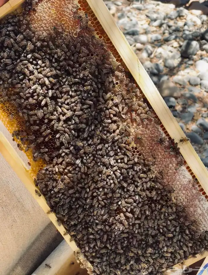 عرض على عسل طلح تبوك البري 5