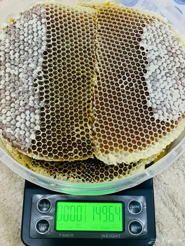 عرض على عسل طلح تبوك البري 3