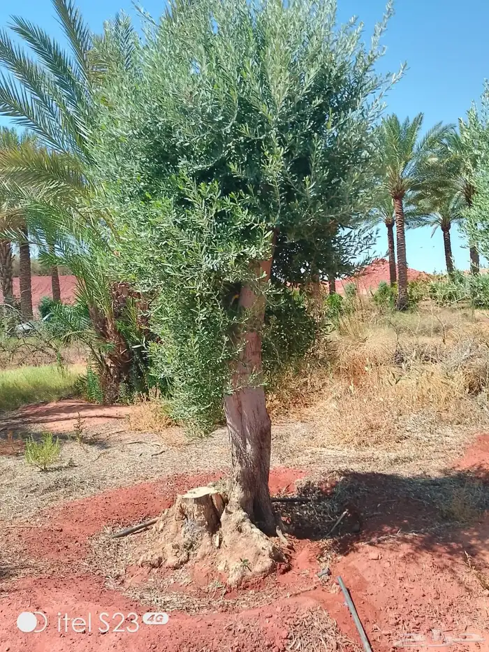 نخيل وسدر وزيتون وشجار زينه 45