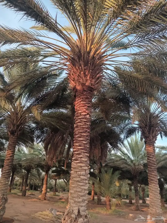 نخيل وسدر وزيتون وشجار زينه 27