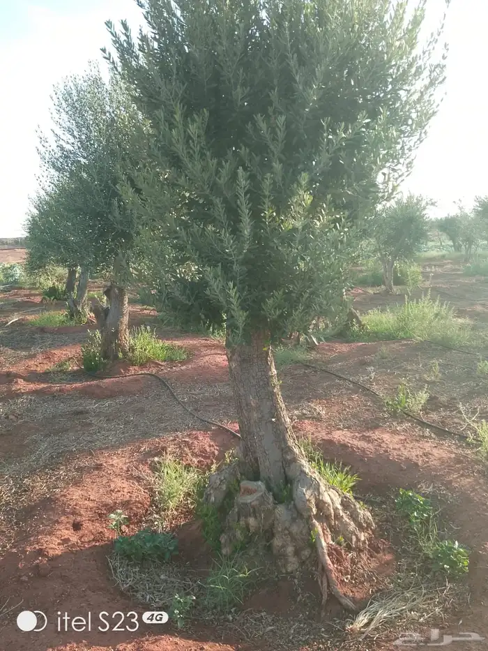نخيل وسدر وزيتون وشجار زينه 54
