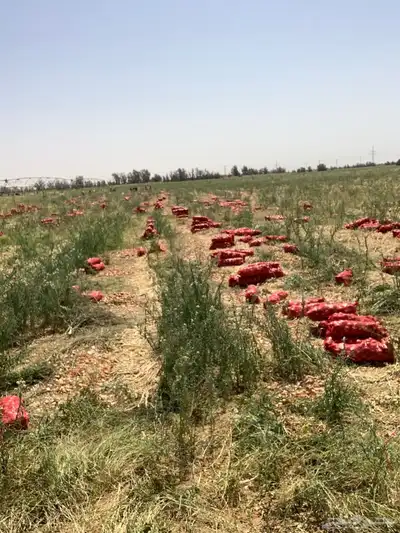 بذور بصل حضرمي 1