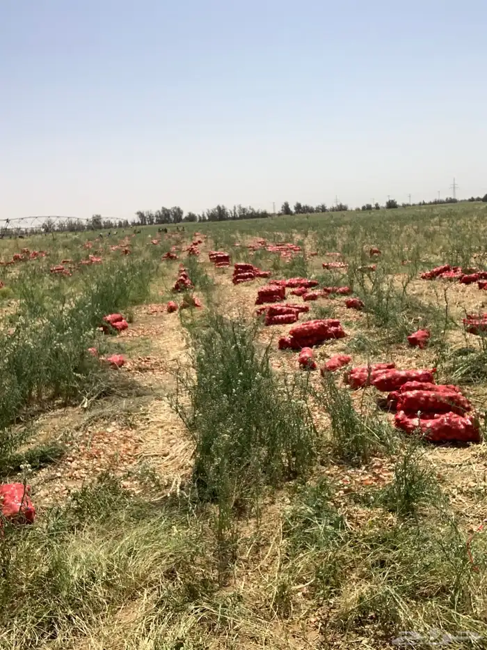 بذور بصل حضرمي 1