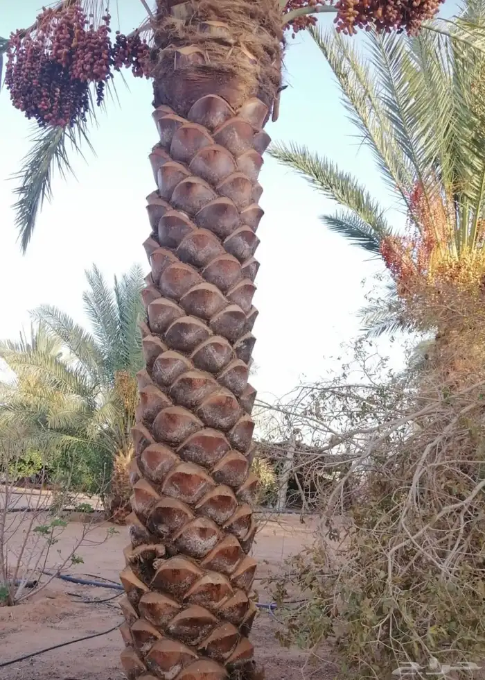 نخيل وسدر وزيتون وشجار زينه 0
