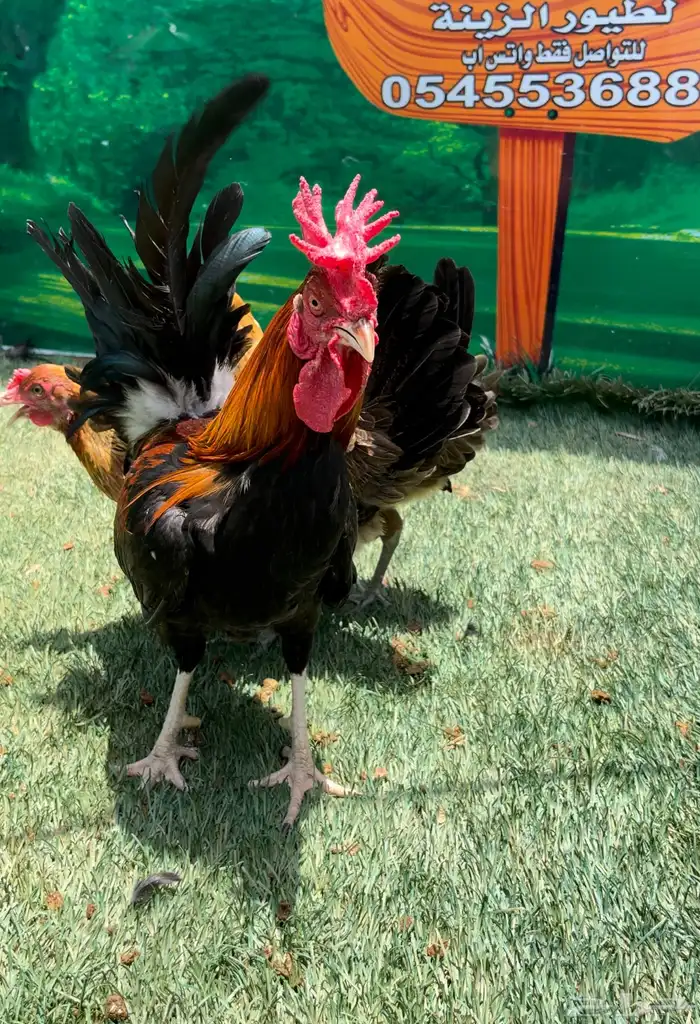 دجاج عربي اصيل ترثه . باديه   فري   دندراوي 9