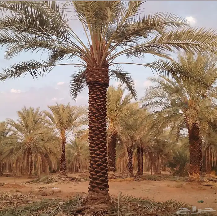 نخيل وسدر وزيتون وشجار زينه 19
