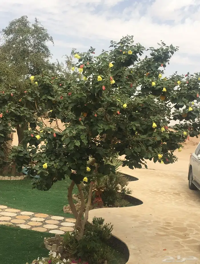 نخيل وسدر وزيتون وشجار زينه 84