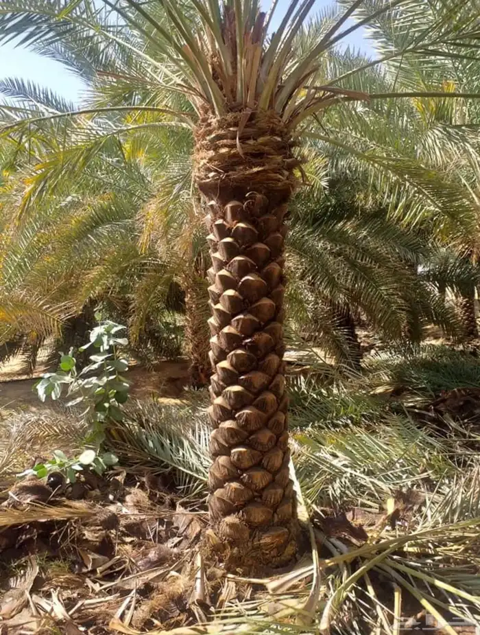نخيل وسدر وزيتون وشجار زينه 4
