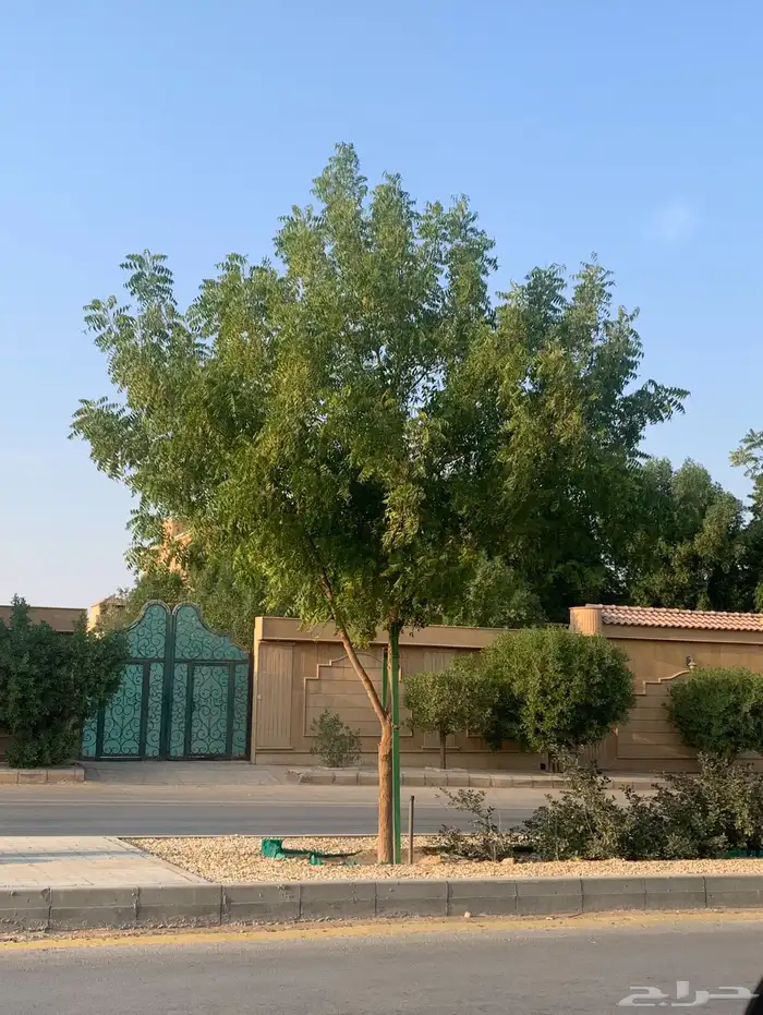 نخيل وسدر وزيتون وشجار زينه 81