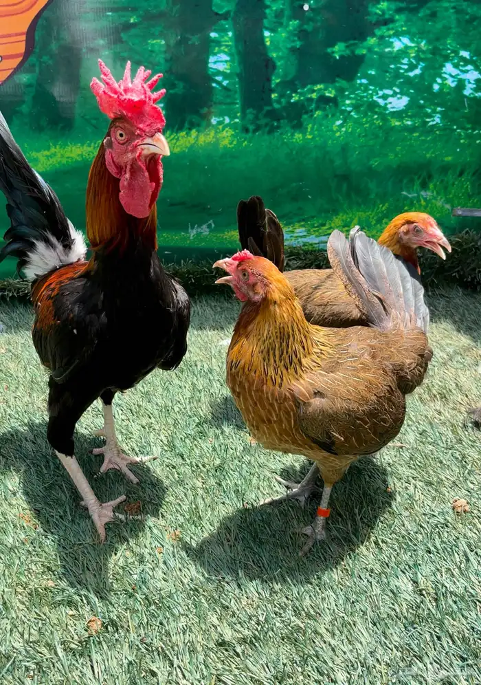 دجاج عربي اصيل ترثه . باديه   فري   دندراوي 10