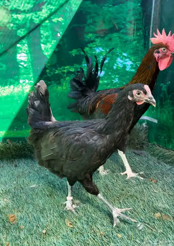 دجاج عربي اصيل ترثه . باديه   فري   دندراوي 5