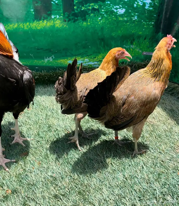 دجاج عربي اصيل ترثه . باديه   فري   دندراوي 14