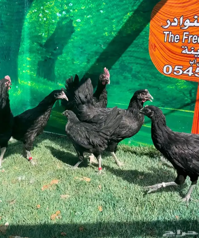 دجاج عربي اصيل ترثه . باديه   فري   دندراوي 6