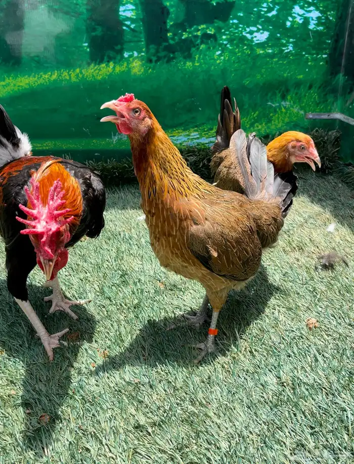 دجاج عربي اصيل ترثه . باديه   فري   دندراوي 11