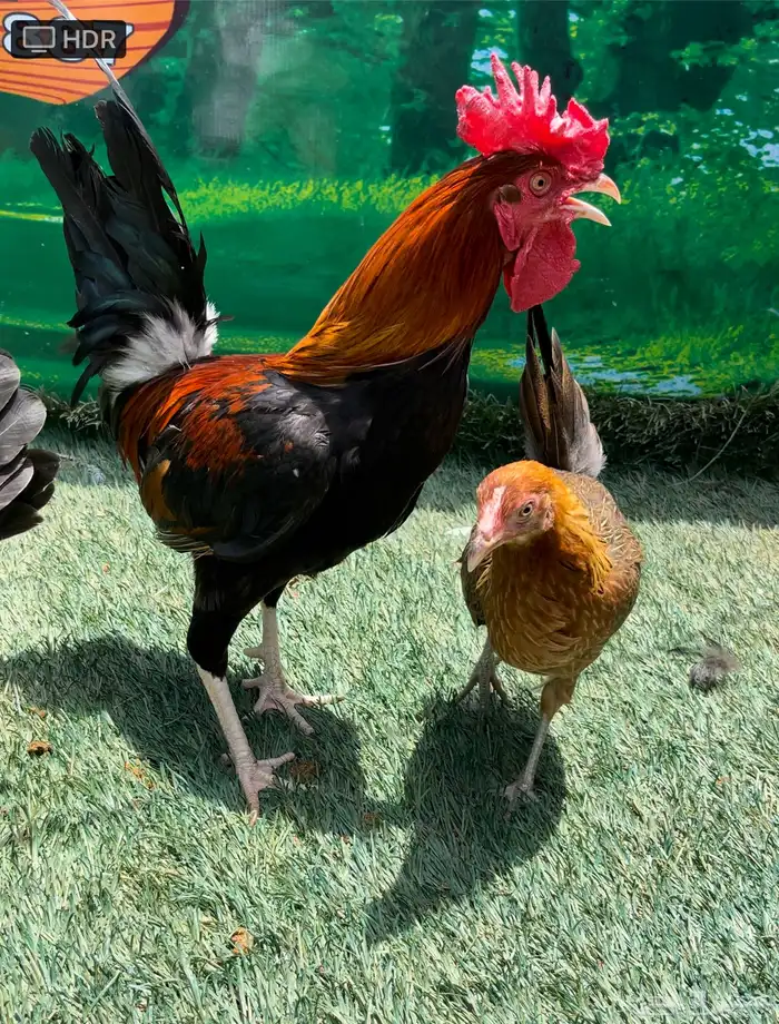 دجاج عربي اصيل ترثه . باديه   فري   دندراوي 12