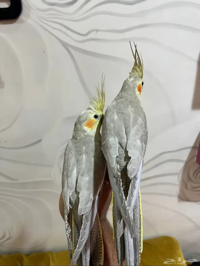 ببغاء كروان بسعر مناسب أليف جدا جدا ألوان فاخره 5