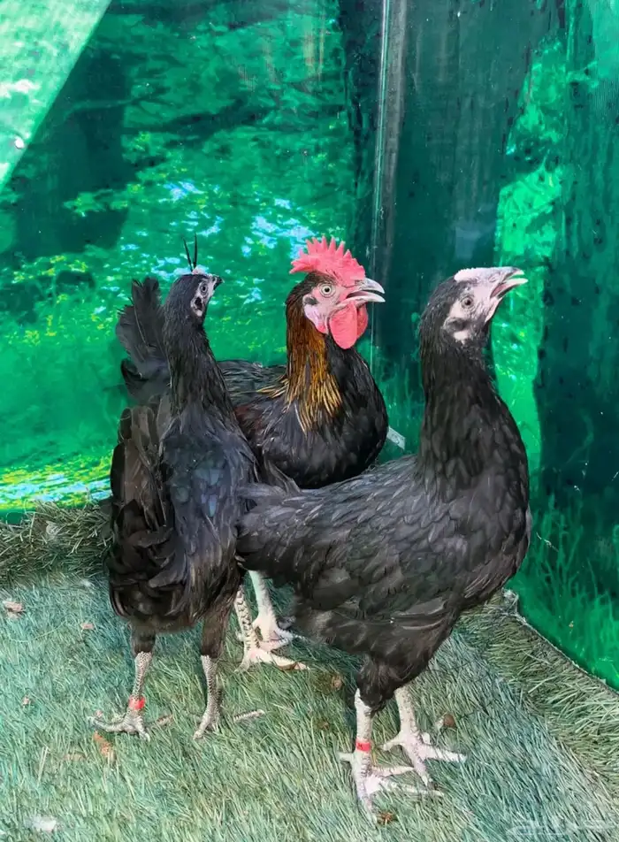 دجاج عربي اصيل ترثه . باديه   فري   دندراوي 2