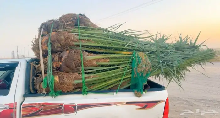 نخل مثمر للبيع الخفجي 1