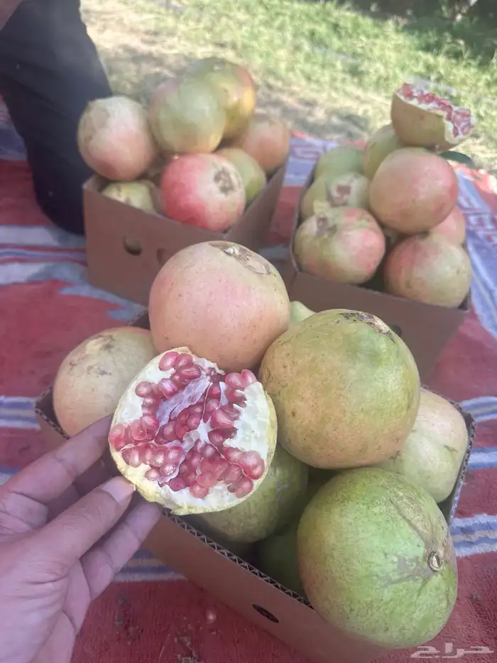 شتلات حماط براون فاخره(بدأ الحجز) ورمان بيده 5