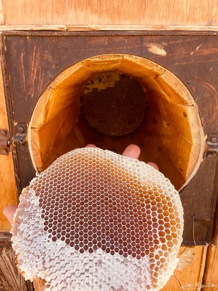 عرض على عسل طلح تبوك البري 6