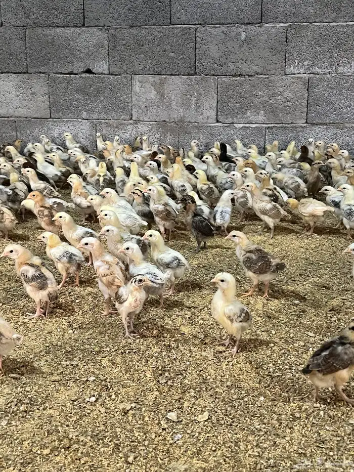 صوص صيصان فروخ دجاج بلدي 3