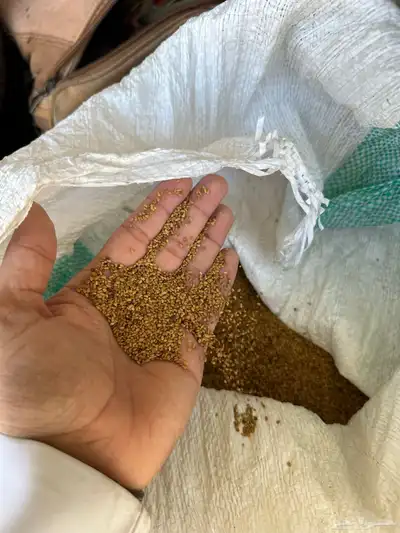 بذور بذر برسيم بلدي 1
