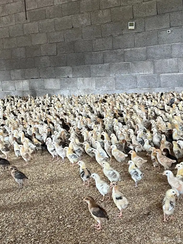 صوص صيصان فروخ دجاج بلدي 0