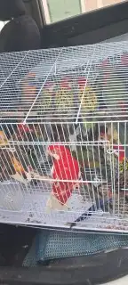 موصل طيور حيونات اليفه امنات 5