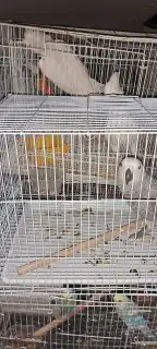 موصل طيور حيونات اليفه امنات 4