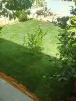 زراعه نخيل واشنطنيا والعشب الطبيعي 2