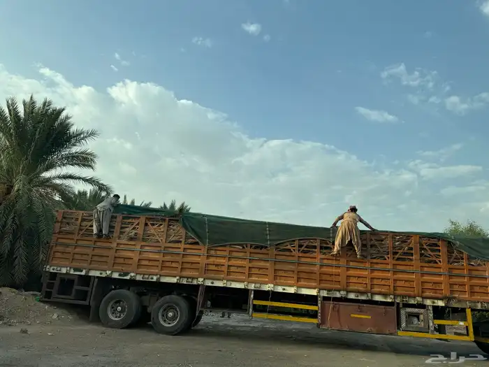 سعف نخيل جريد عسيب 11