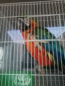 موصل طيور حيونات اليفه امنات 6