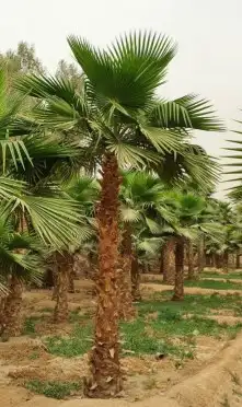 نخل واشنطونياء زينة للبيع 9