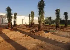 نخيل عربي ووشطنونياء زينه 3