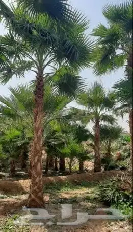 نخل واشنطونياء زينة للبيع 6