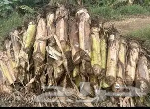 يوجد لدينا شتلات موز أمريكي درجة أولى مضمون 3