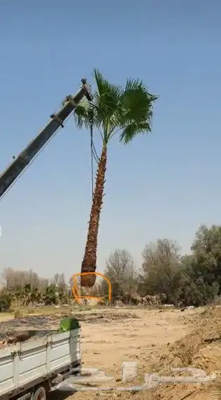 نخل واشنطونياء زينة للبيع 3