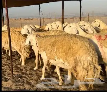 ماشاء الله تبارك الله 7
