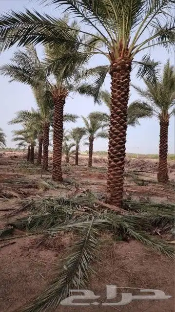 نخل عربي هلال وشطني 2
