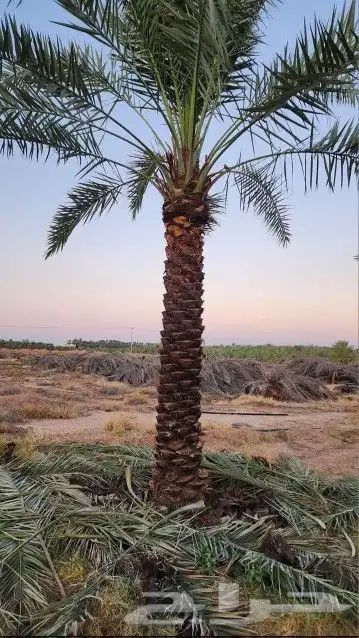 نخل عربي هلال وشطني 4