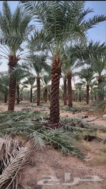 نخل عربي هلال وشطني 1