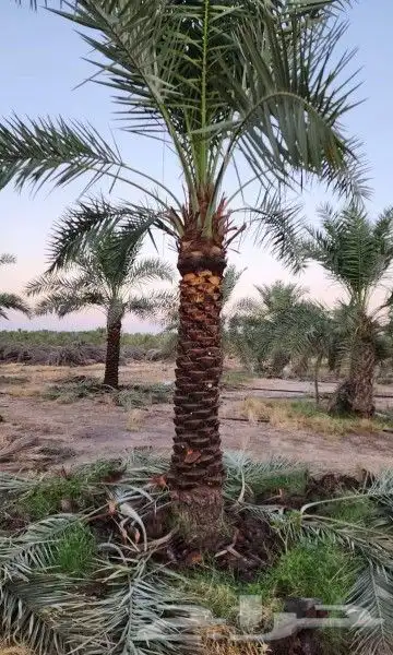 نخل عربي هلال وشطني 5