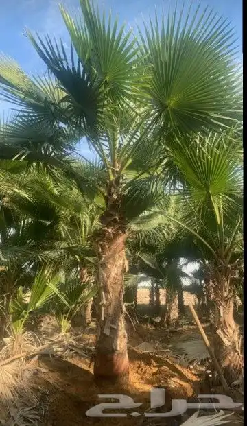 نخل واشنطونياء زينة للبيع 5
