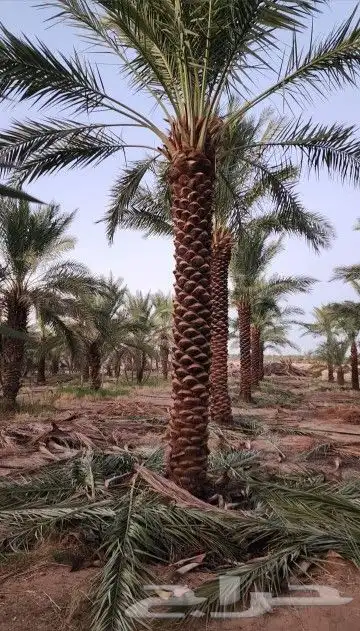 نخل عربي هلال وشطني 6