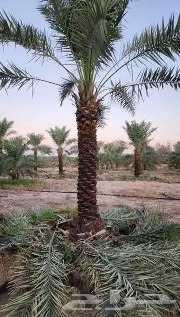 نخل عربي هلال وشطني 0