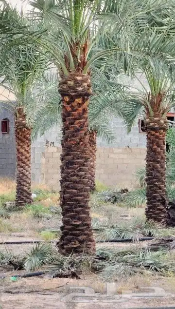 نخل عربي هلال وشطني 3