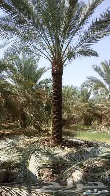 نخيل وسدر وزيتون وشجار زينه 25