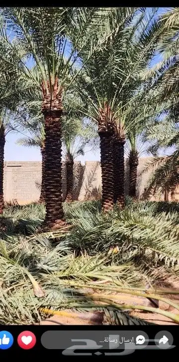 نخل عربي هلال وشطني 7