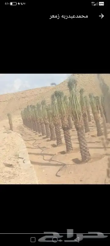 نخل عربي خلاص 5